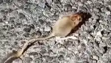 Tunceli'de Görülen Arap Tavşanı, Doğa Tutkunlarını Mest Etti