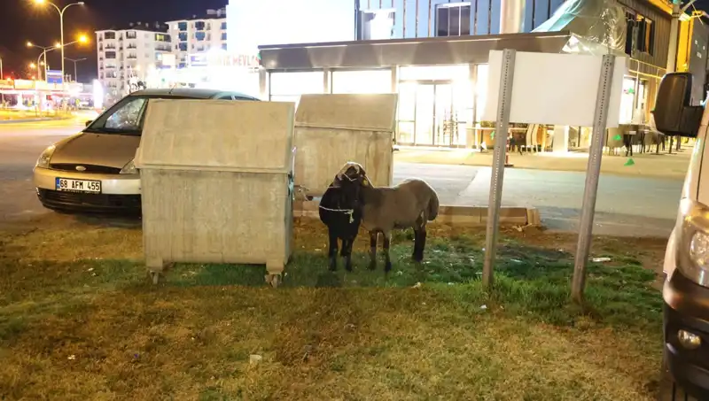 Mor Karaman Koyunları Yolda Bırakıldı: Çiftliklerde Neler Oluyor?
