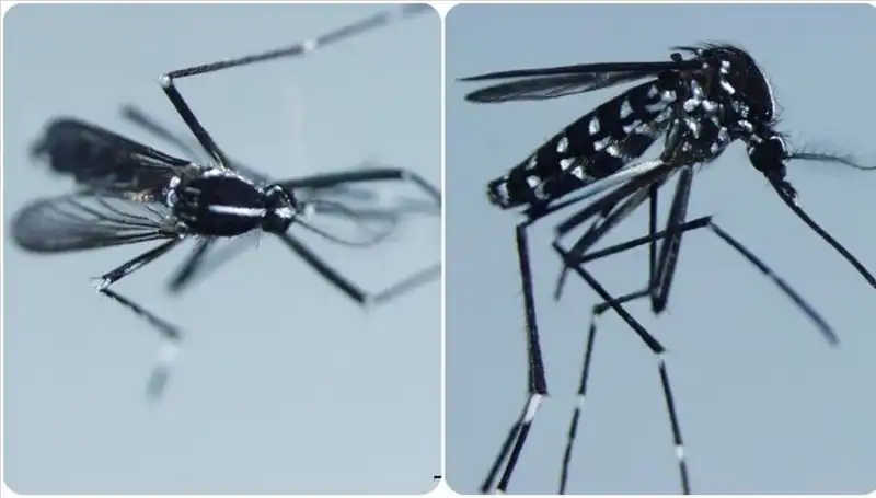 Chikungunya Virüsü Hakkında Bilmeniz Gereken Her Şey