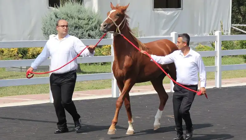 Taşkın Kral: Doğa Olaylarının Zirvesi, Rekorlarla Dolu!