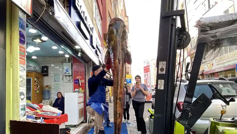 Meriç Nehri'nde Yakalanan 3 Metre Uzunluğunda Dev Balık, 450 TL'den Satışta