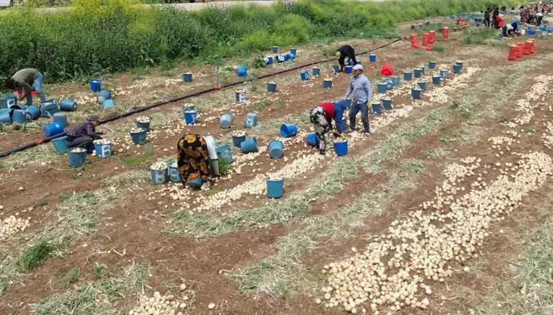 Soğan Hasadı Başladı: Fiyatlar Düşüşe Geçti, Pazarlar Şenlendi!