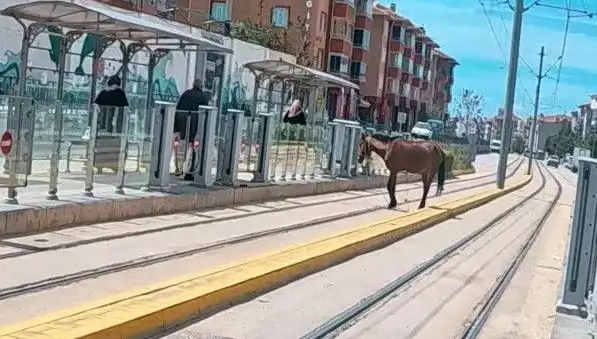Eskişehir'de Tramvay Raylarında Başını Boş Bırakan At: Nazik Ziyaretçi