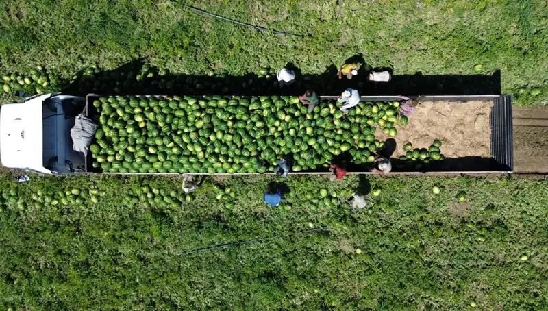 Bafra Ovası’nda 94 Bin 500 Ton Karpuz Rekoltesi Bekleniyor