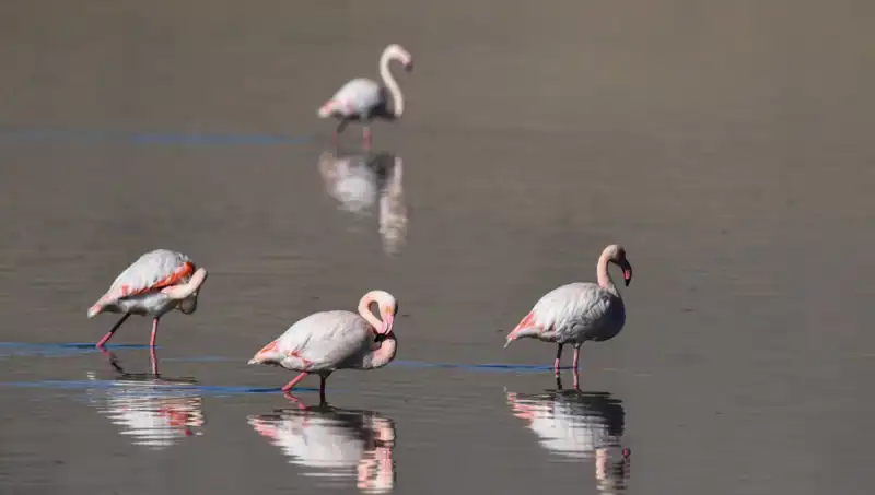 Kuş Cenneti Alarm Veriyor: Flamingoların Sayısı Tehlikede!