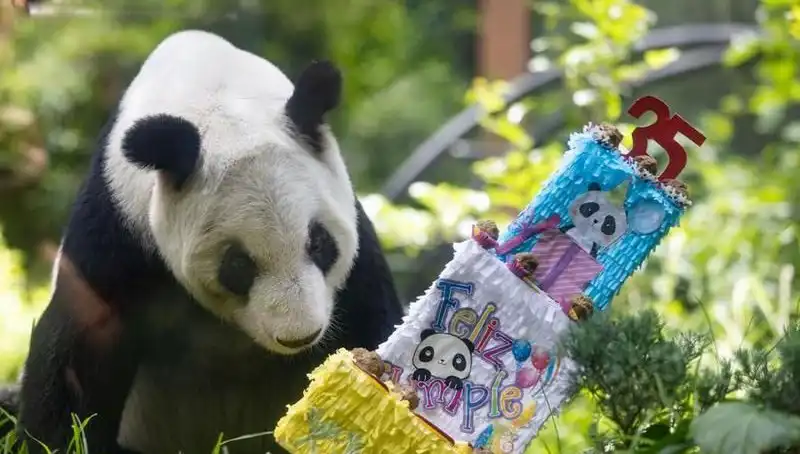 Dev Panda Xin Xin, 35'inci Yaşını Kutladı: Kutlamaların Renkli Anları