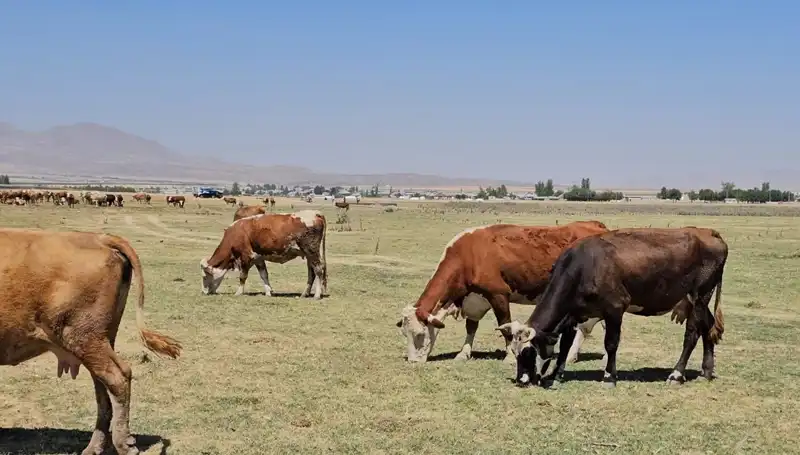 Arin Gölü’nde Kuruma: Bölgeyi Bekleyen Büyük Tehditler