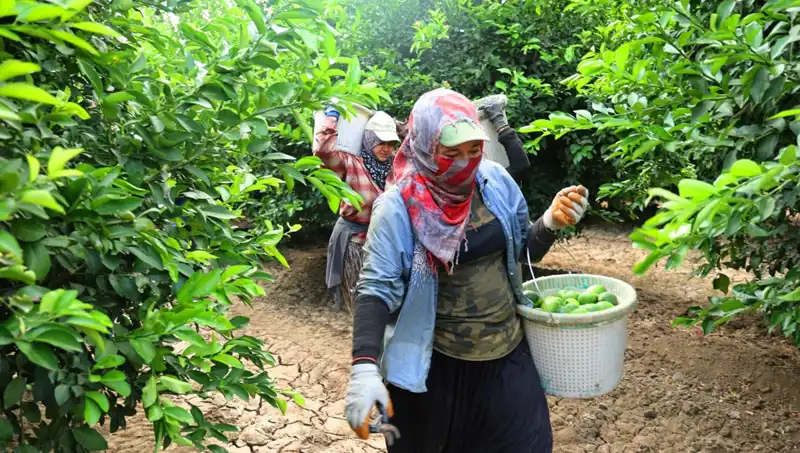 Marketlerdeki Patates Fiyatları Düşüyor mu? Yeni Hasatlar Geliyor!
