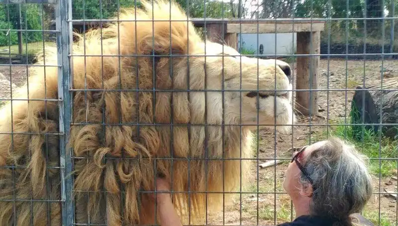 Avustralya'da Aslan Saldırısı: Kafesin İçinden Kolunu Kaptı!