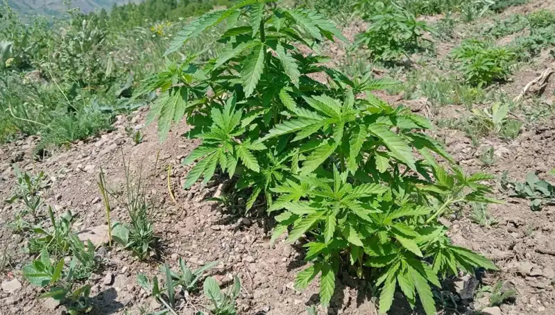 Bingöl'de Kenevir ve Kaçak Tütün Operasyonu: Yeraltı Yetiştiriciliği Çökertildi