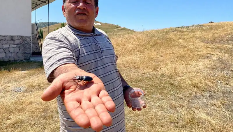 Sivas’ta Görülen Böceği Öldürmenin Cezası: 557 Bin TL!