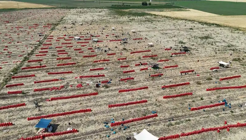 Tarlada Patates Fiyatları Çöktü: 5 TL'ye Düşen Değer ve Sıcaklık İle Mücadele