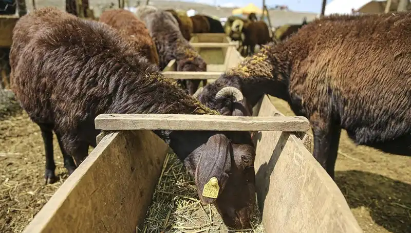 Şap Hastalığı Bulaştı, Hayvan Pazarı Acil Kapatıldı!