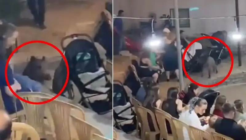 Düğün Günü Gelin ve Damat Yaban Domuzuyla Karşılaştı!