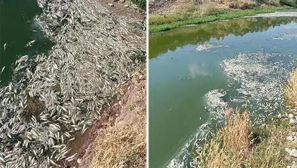 Karasu Çayı'nda Balık Ölümleri: Sebepler ve Yeniden Değerlendirme Süreci
