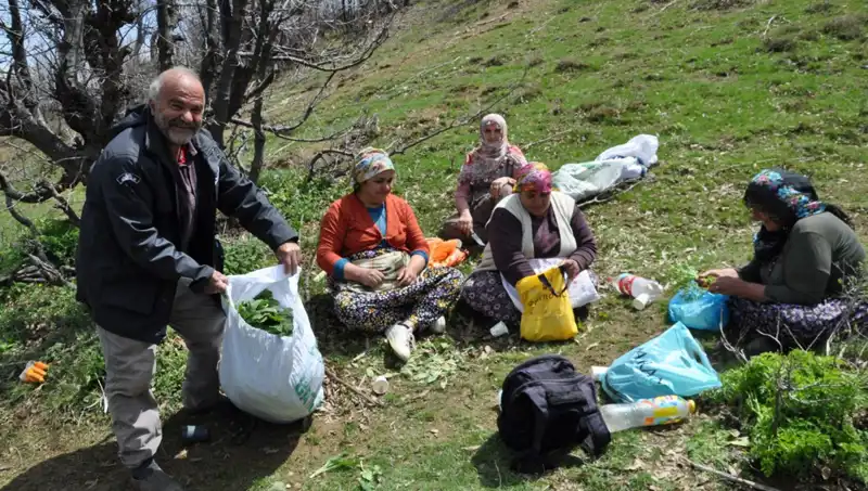 Yüzlerce Aileyi Geçindiriyor: 5 Saat Yürüyerek Toplanan Lezzetli Yenilmez