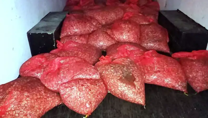 Samsun’da 1,5 Ton Kaçak Midye Operasyonu: Sağlık ve Güvenlik Tehlikesi!