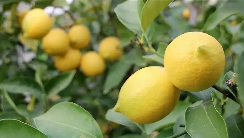 Limonun Fiyatı Ülke Genelinde Yükselmeye Devam Ediyor: 24 Lira!
