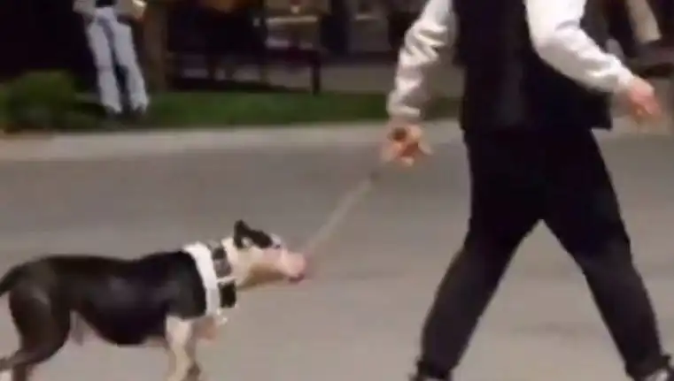 Ağızlıksız Pitbull, Başka Köpeklerin Üzerine Salındı: Sahibi Ne Yapacak?