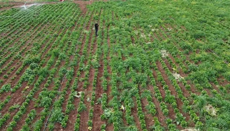Marul Hasadında Kuraklığın Etkileri: Üreticilerin Dikkatini Çekiyor