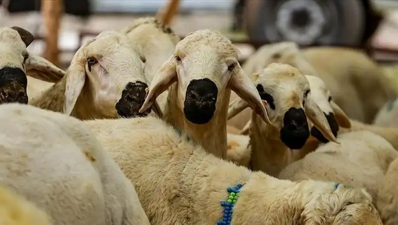 2025 Kurban Bayramı: Kesim Farz mı, Vacip mi? Cevaplar Burada!